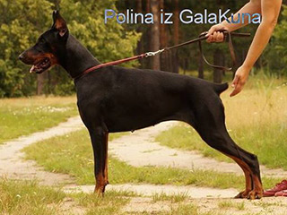 Polina iz  GalaKuna